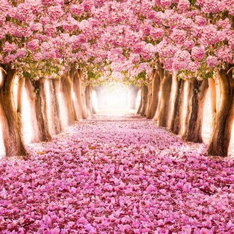 photography backdrops flowers|beautiful flower background images.